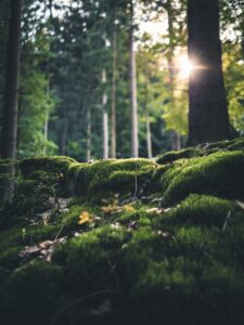 Photo d'un sous bois